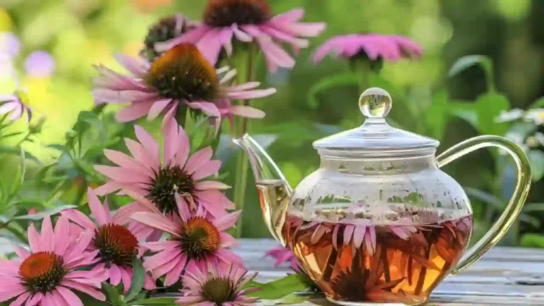 Echinacea tea kaise banate hai